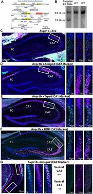 NMDA Receptor in Vasopressin 1b Neurons Is Not Required for Short-Term Social Memory, Object Memory or Aggression